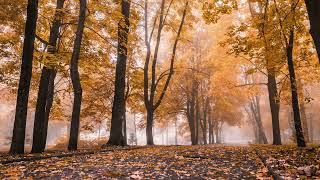 Autumn Foggy Forest — Breathtaking Nature Photography | TV Wallpaper & Music screenshot 4