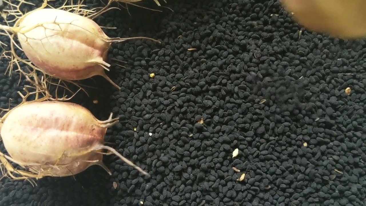 Корисні властивості насіння чорнушки посівної (нігелли).