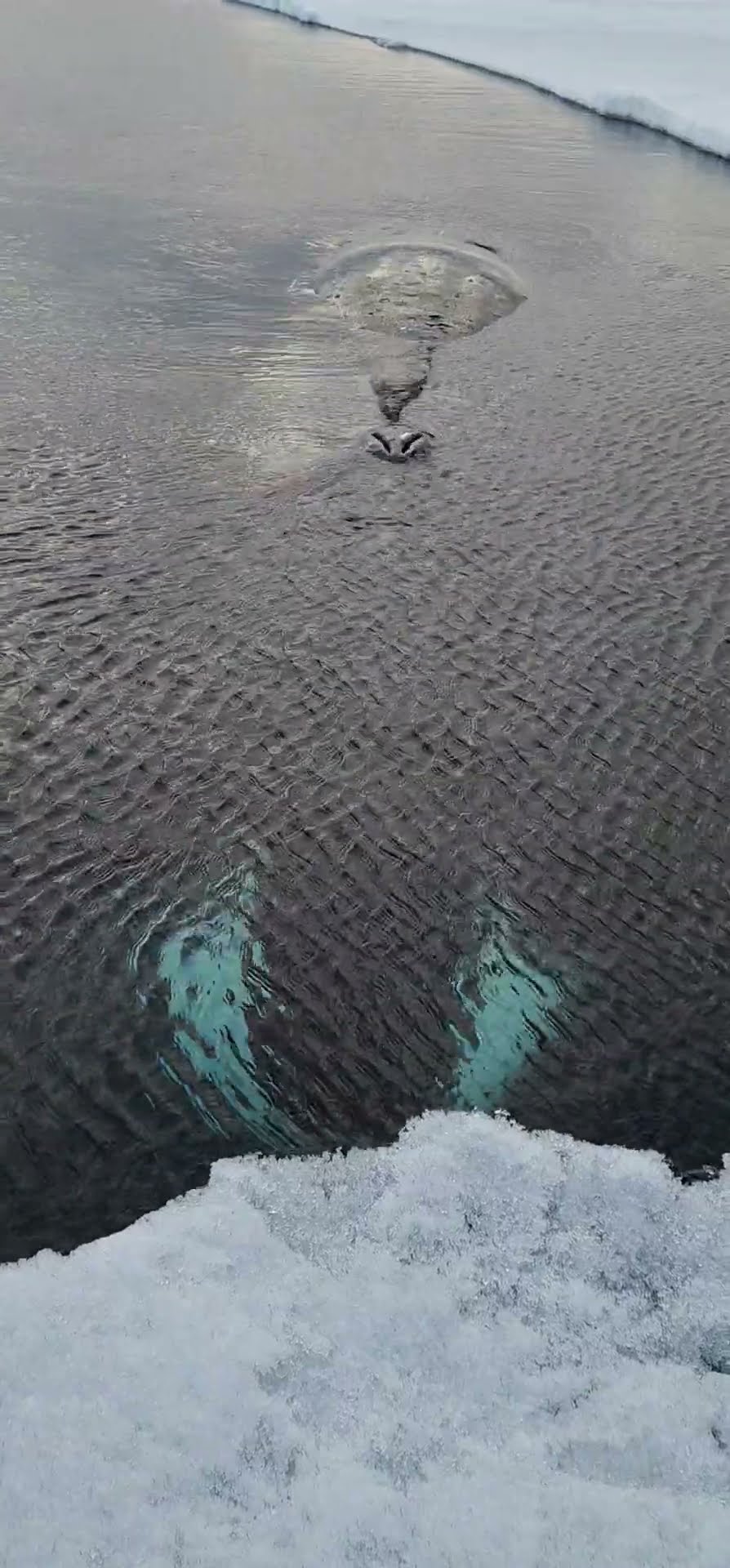 Bowhead Whale Spotted Up Close || ViralHog