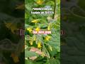 #Coltivazione #pomodoro ciliegino invernale dopo due mesi #agricoltura