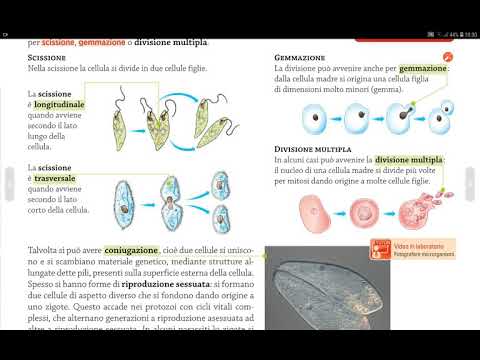 Video: Cosa causa la putrefazione del rizopo di pesca – Riconoscere i sintomi della putrefazione del rizopo di pesca