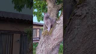 Queen of the Tree 🌳🐾#catlife #treecat #catshortsfunnyvideos
