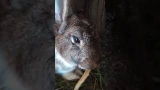 Funny Baby Bunny Rabbit Videos 8 - Cute Rabbits Compilation 2021