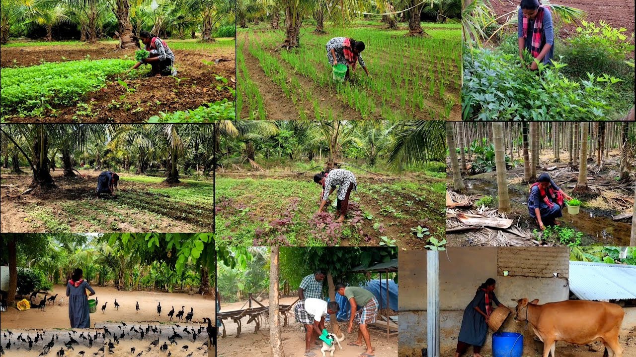 நம்ம கிராமத்து வாழ்க்கைல இன்பம் துன்பம் இரண்டும் கலந்த நாட்கள்ங்க🐱🐕🐄🐓/vegetables farming/Harvesting🌱