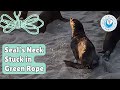 Seal’s Neck Stuck in Green Rope