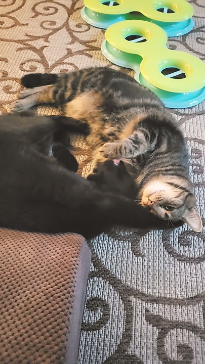 Best Friends Forever  #cats#poetesspossessed#Pierce#Poldark#besties#friends#forever#bond