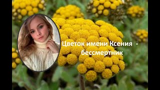 Цветок имени Ксения - бессмертник