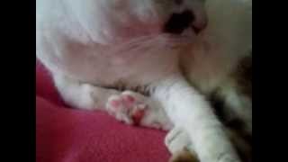 Sephy pink paws