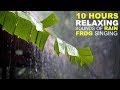 RELAXING SOUNDS OF RAIN & FROG SINGING  (RELAKSASI SUARA HUJAN DAN NYANYIAN KATAK)