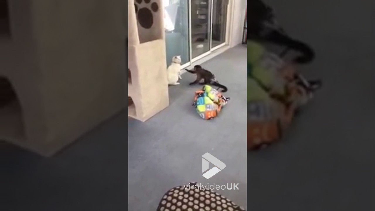 Viral Video UK: Monkey and cat go at it