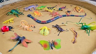 Bug Safari: An Expedition into the World of Crawling Insects and Their Kin!