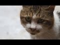 ドキュメント3　まだらのその後『猫が家族になる日』