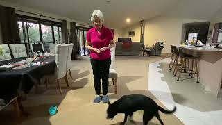 Movement puzzles for dogs Step 1 screenshot 5