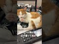 甘えん坊の玉吉