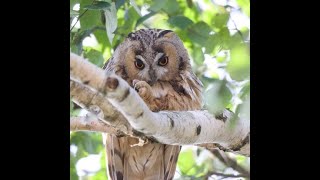 Ransuil wordt spectaculair wakker! #Longeared owl, #Asio otus,  #Uilen (Strigidae)#Rode lijst,