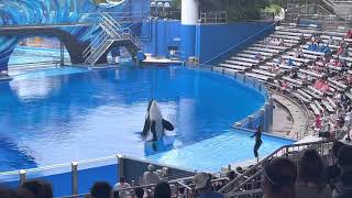 Shamu- Show de ballenas en @SeaWorld