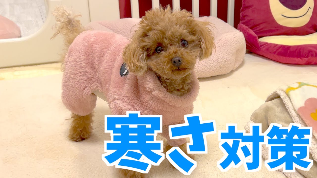 骨と皮が目立つガリガリ2キロのトイプードルの寒さ対策 - YouTube 