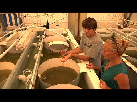 Thumbnail for VOS1 07 Full Episode - Farming Oysters and Algae