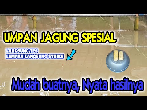 UMPAN JAGUNG SPESIAL LOMBA MANCING IKAN MAS LANGSUNG TES, GAMPANG BUATNYA NYATA HASILNYA