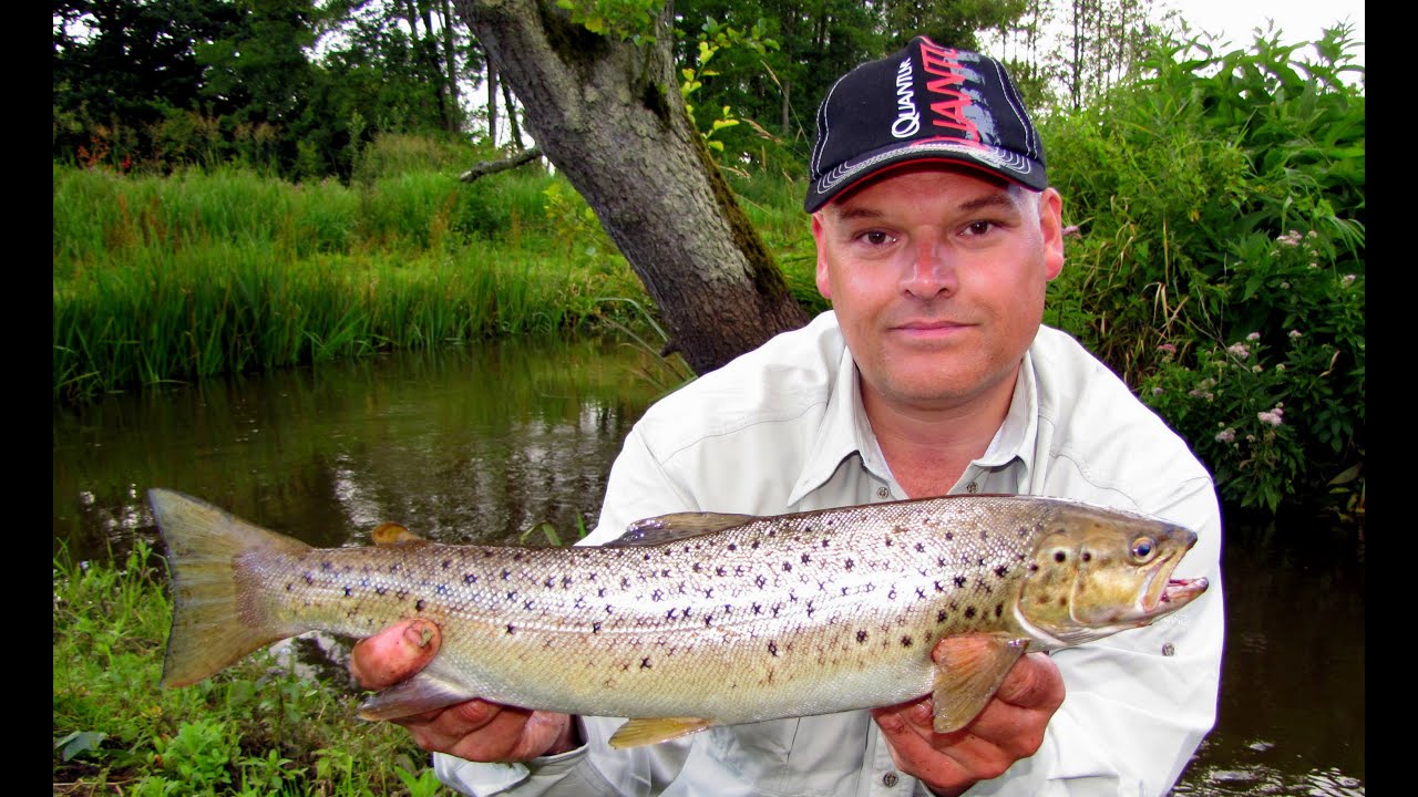 *SEA TROUT FROM FUNEN* 49cm River trout Released again - Havørred