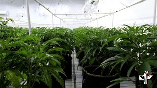 Cannabis Grow Build Part 11 - Lets walk and talk