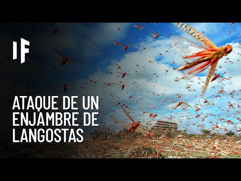 Video: Insecto langosta: ¿qué come? ¿Donde vive el?