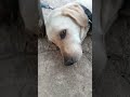 lovely dog #mse