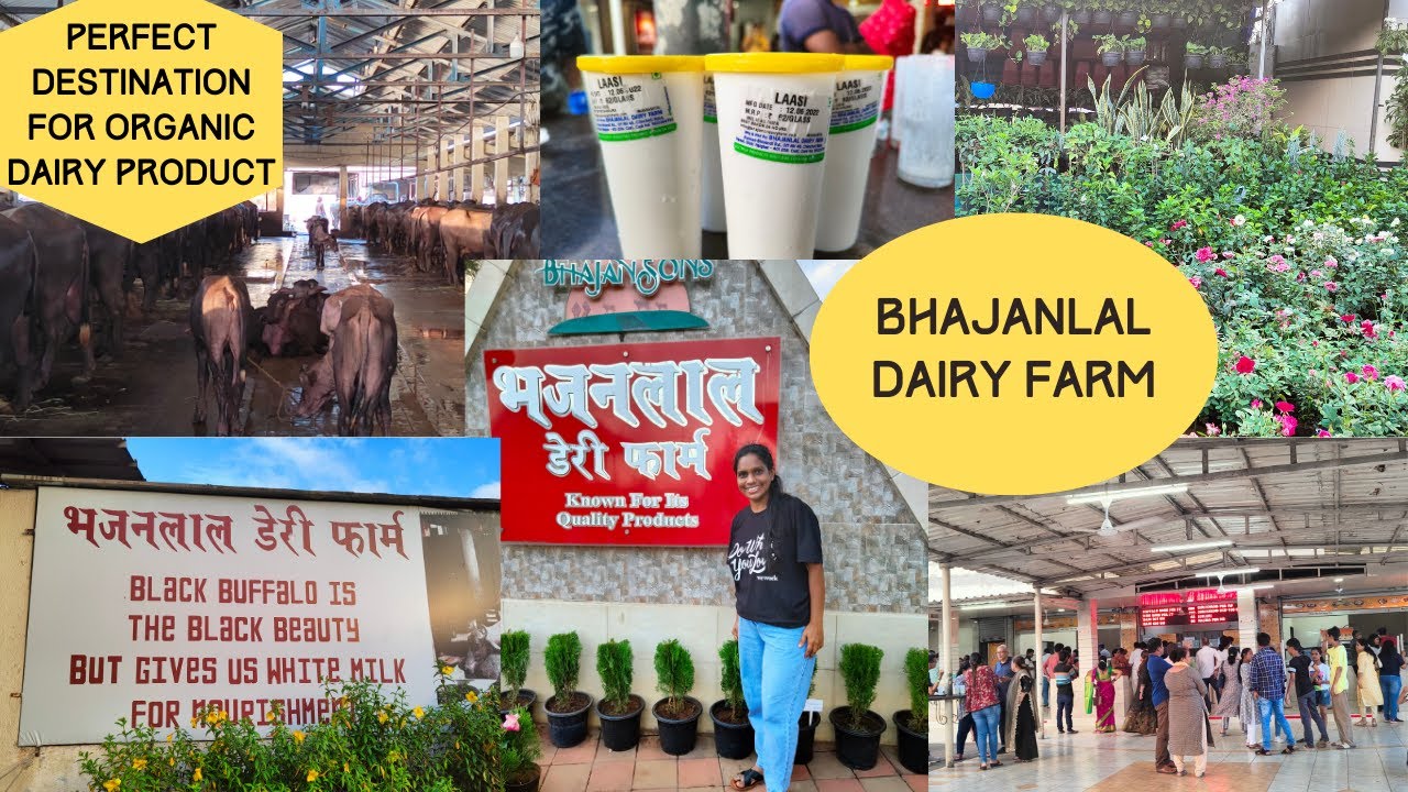 Bhajanlal Dairy Farm Famous Dairy in Mumbai Vasai Chinchoti Raod