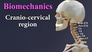 Biomechanics of Cranio-cervical region - شرح بالعربي