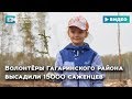 Волонтёры Гагаринского района высадили 15000 саженцев