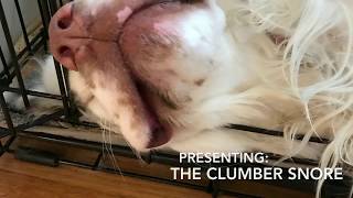 Clumber Spaniel Snoring