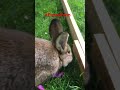 #animals #farm #funnyfarm