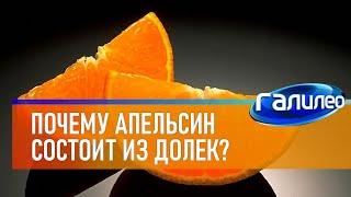 Галилео 🍊 Почему апельсин состоит из долек?