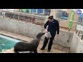 Virtual Visit: Training with our California sea lions!