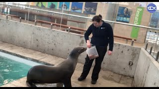 Virtual Visit: Training with our California sea lions!