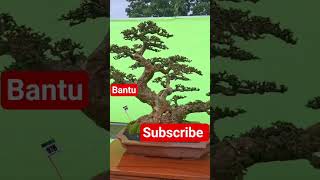inspirasi bonsai serut juara kontes 2025#bo sai serut dengan gaya sederhana tapi elegan#short#kontes