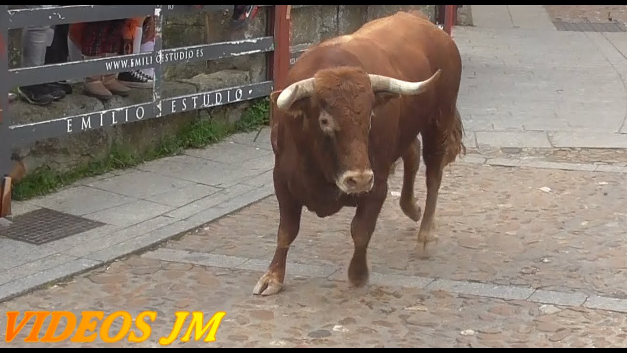 Ciudad Rodrigo..Encierro Sabado 2024