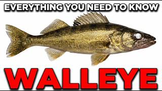 Everything You Need to Know About the Walleye