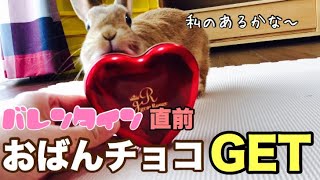 みんなはチョコ貰ったのに自分だけ何にも貰えなかったウサギ #353