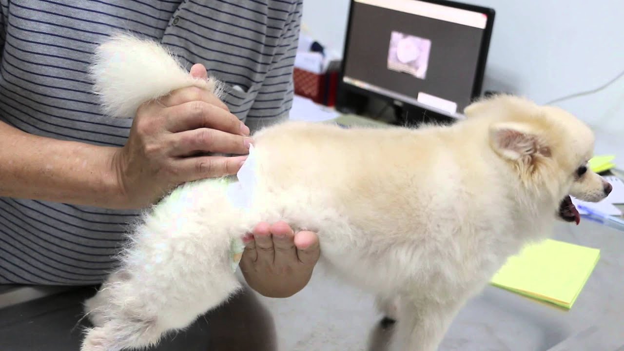 Bladder stones in a 5yearold Pomeranian YouTube