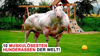 10 Muskulösesten Hunderen Der Welt