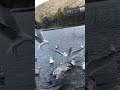 Beautiful birds- Seagulls Sailing in Slow Motion- april 25' Norway
