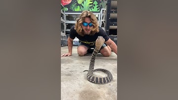 Cobra spits Venom in my MOUTH!? #short #shorts #animal #wildlife #nature #snake #reptiles #cobra