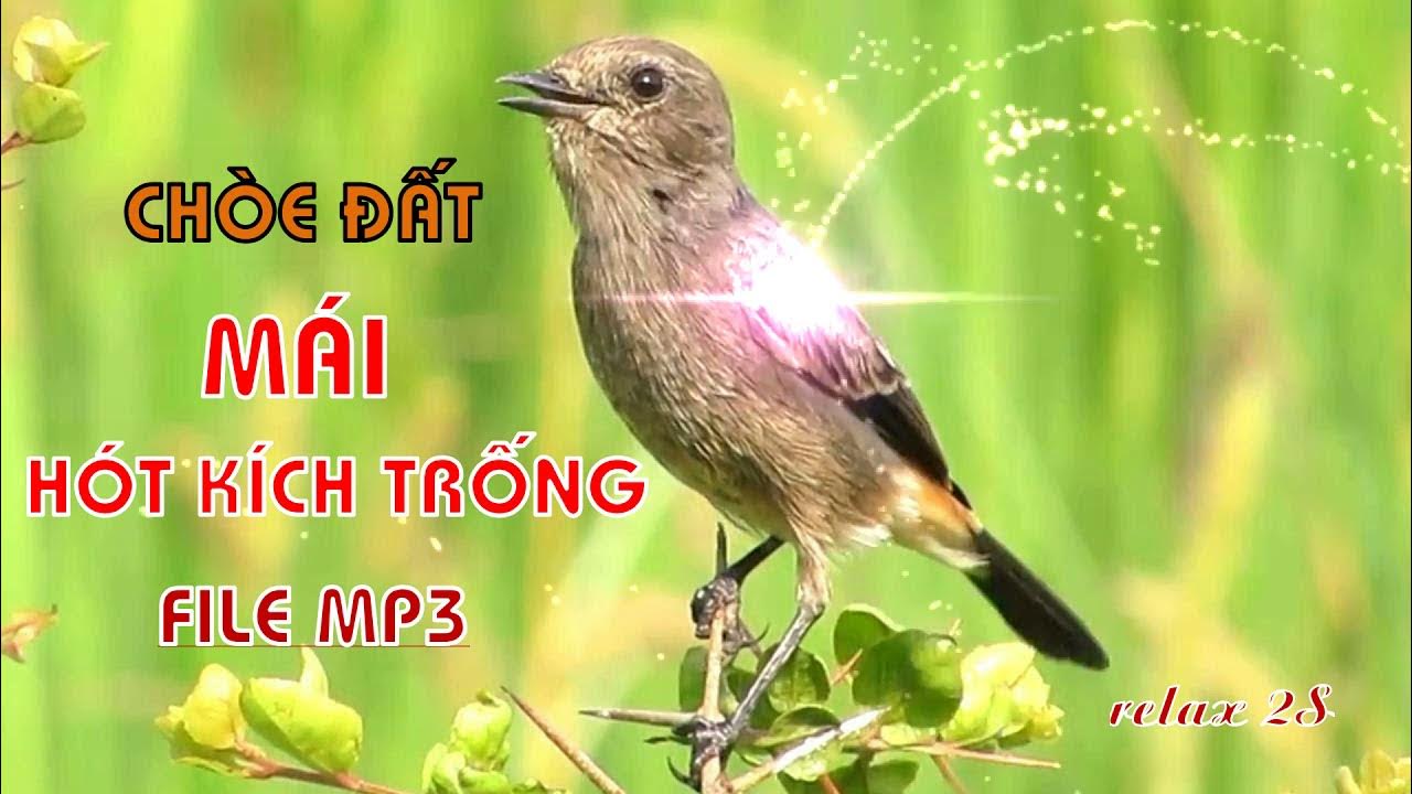 Tiếng chích chòe đất mái hót kích trống căng lửa 2021|relax 2S ...