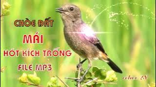 Tiếng chích chòe đất mái hót kích trống căng lửa 2021|relax 2S