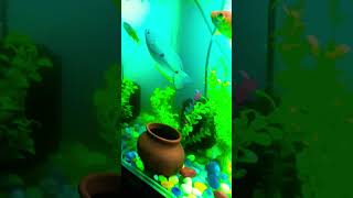 #viral #aquarium #video