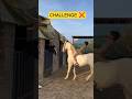 CHALLENGE CHHORE NE ❌🐴 #horse #horseriding #horses #shorts #youtubeshorts