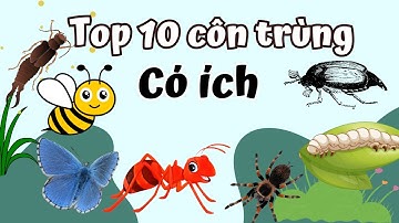 Top 10 Côn Trùng Có Ích Cho Con Người Bạn Nên Biết