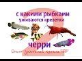 С какими рыбками уживаются Креветки Черри 2. Опыт зрителей канала ПАР.