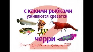 С какими рыбками уживаются Креветки Черри 2. Опыт зрителей канала ПАР.